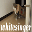  #1824674 whitesinger