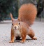  WMmail.ru #4716512 squirrel